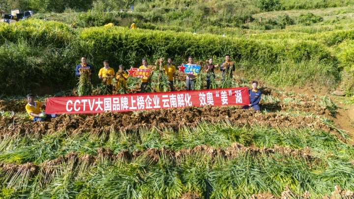 墨江象鼻村生姜大丰登！从种植、施肥到采摘，云南解化全程“呵护”